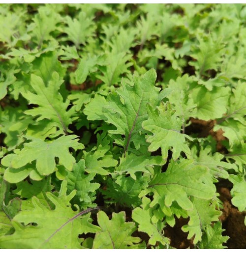 *Red Russian Kale-200gm  (200gms)  (by Satva Farm)